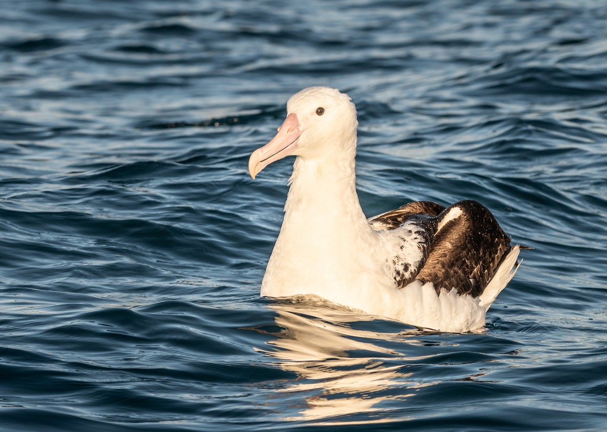 Northern Royal Albatross - ML647393503