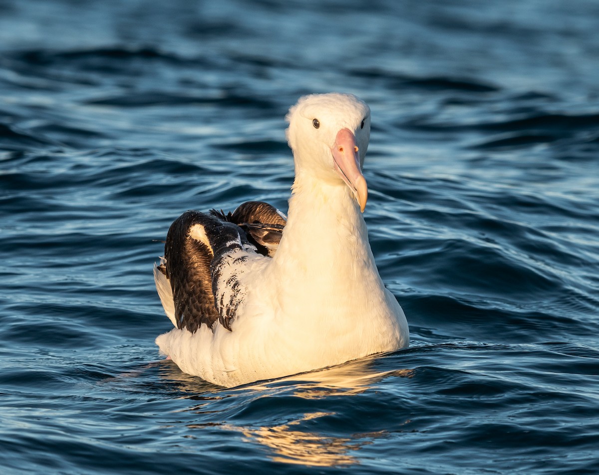 Northern Royal Albatross - ML647393504