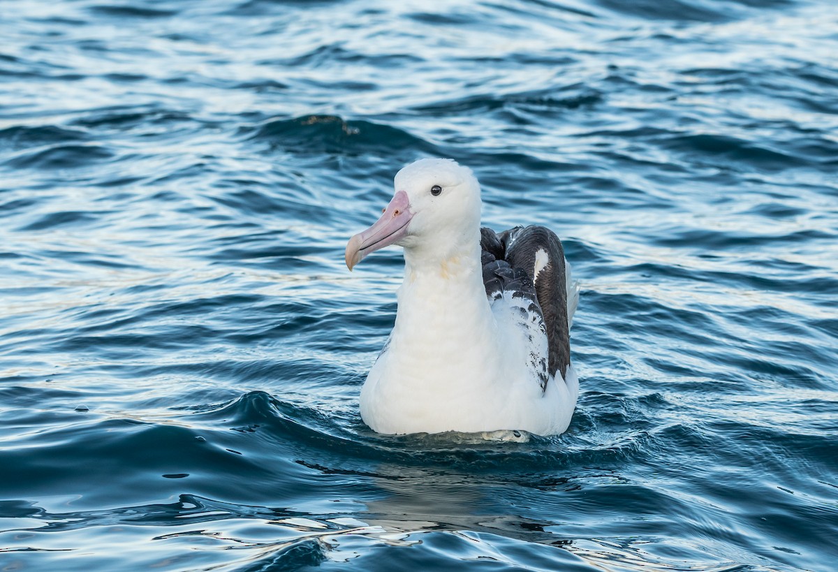 Northern Royal Albatross - ML647393505