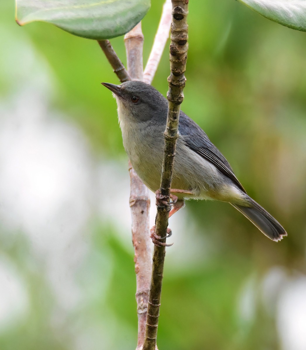 Bicolored Conebill - ML647393509