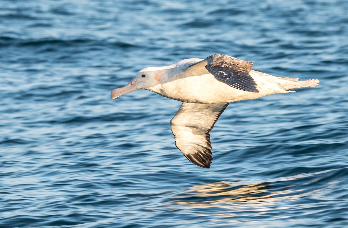 Antipodean Albatross (Gibson's) - ML647393512
