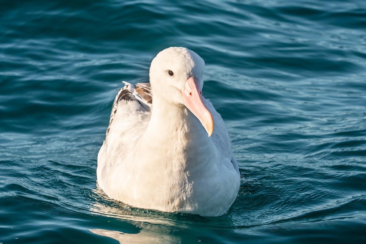 Antipodean Albatross (Gibson's) - ML647393513