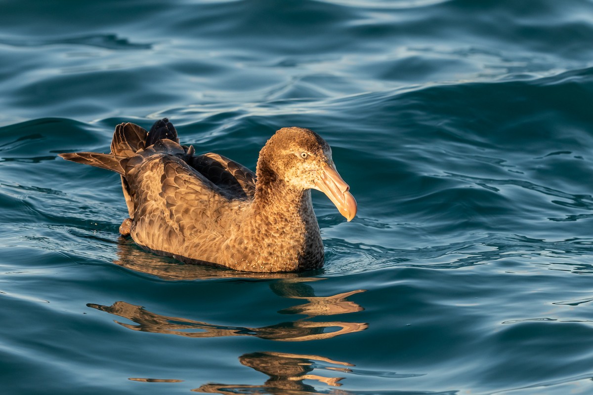 Northern Giant-Petrel - ML647393520
