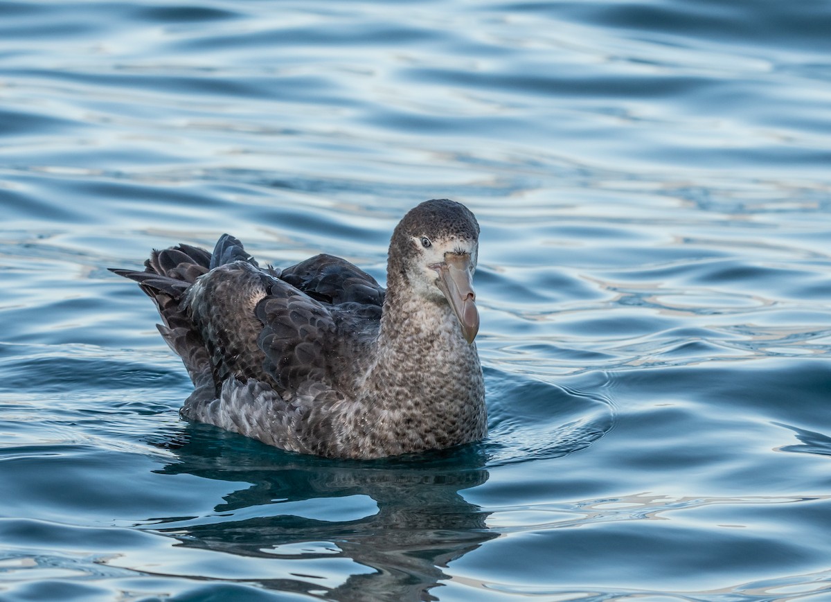 Northern Giant-Petrel - ML647393521
