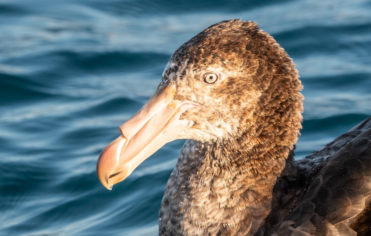 Northern Giant-Petrel - ML647393522
