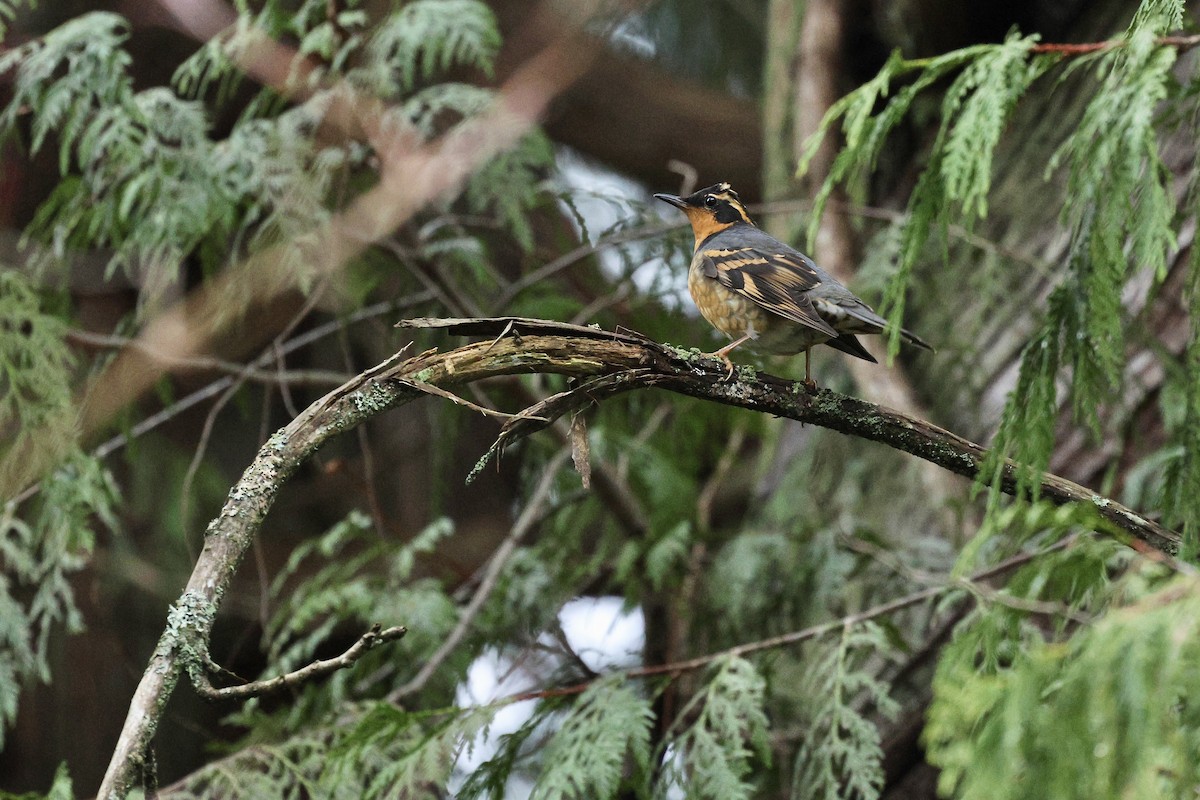 Varied Thrush - ML647393532