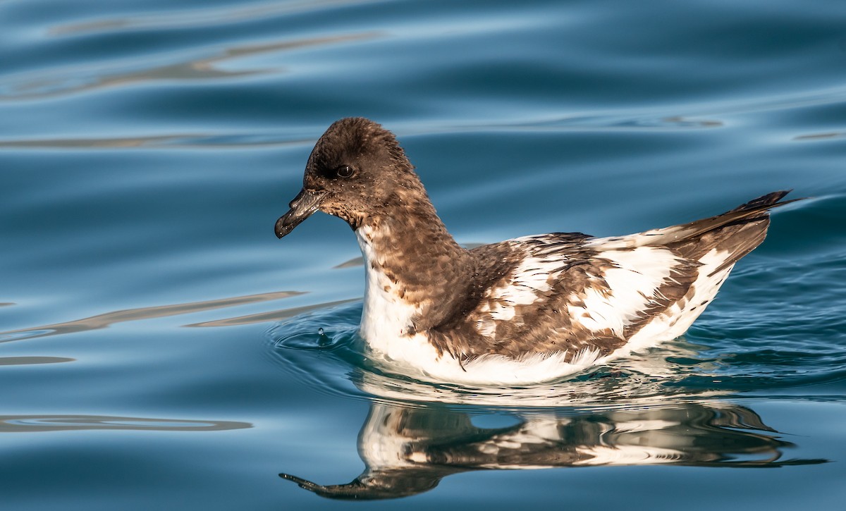 Pintado Petrel - ML647393535