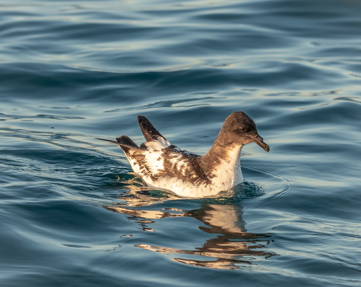 Pintado Petrel - ML647393536