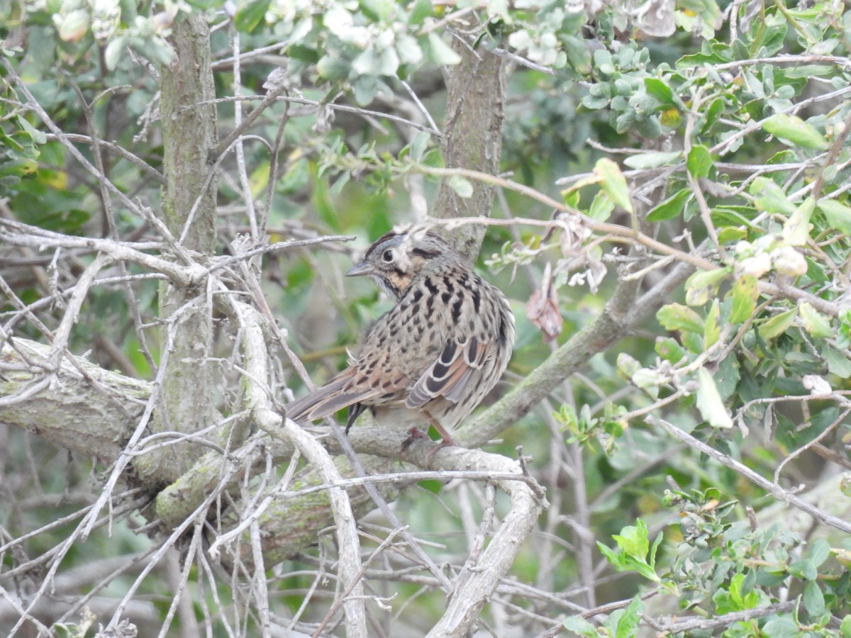 Lincoln's Sparrow - ML647393542