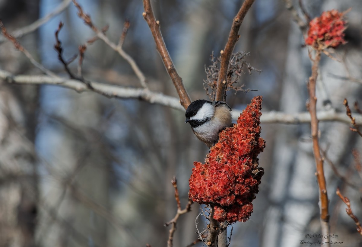 Черношапочная гаичка - ML647393550