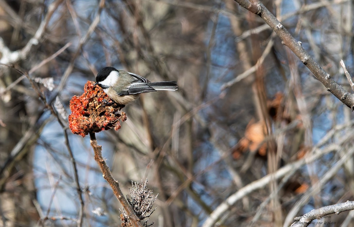 Черношапочная гаичка - ML647393551