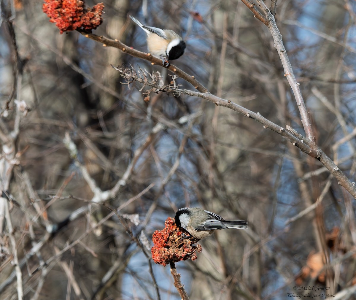 Черношапочная гаичка - ML647393552