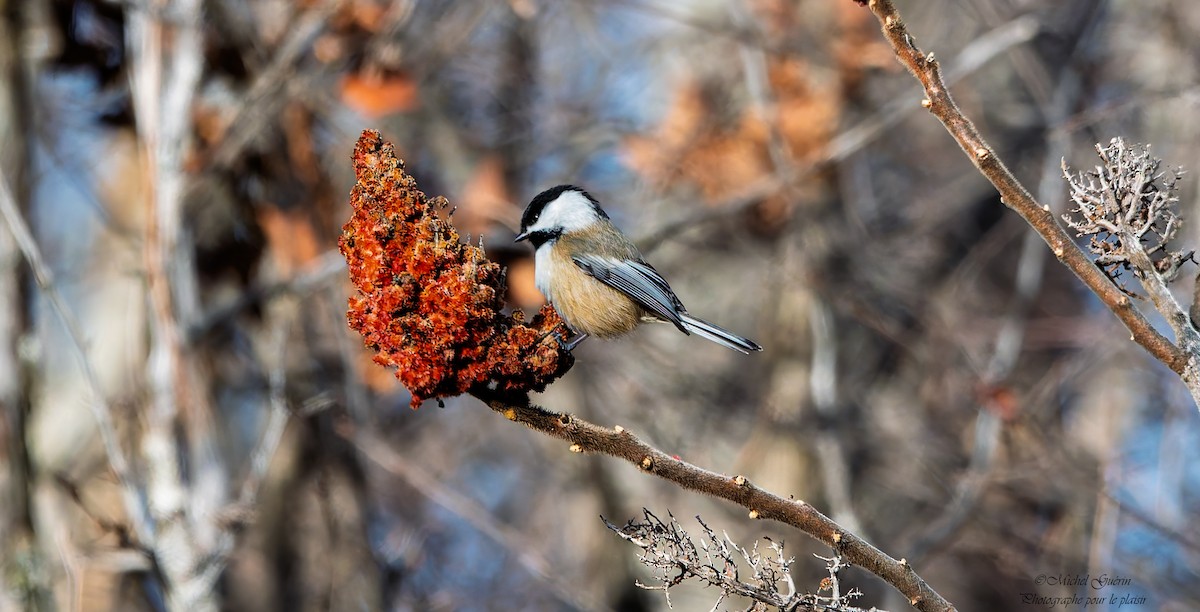 Черношапочная гаичка - ML647393553