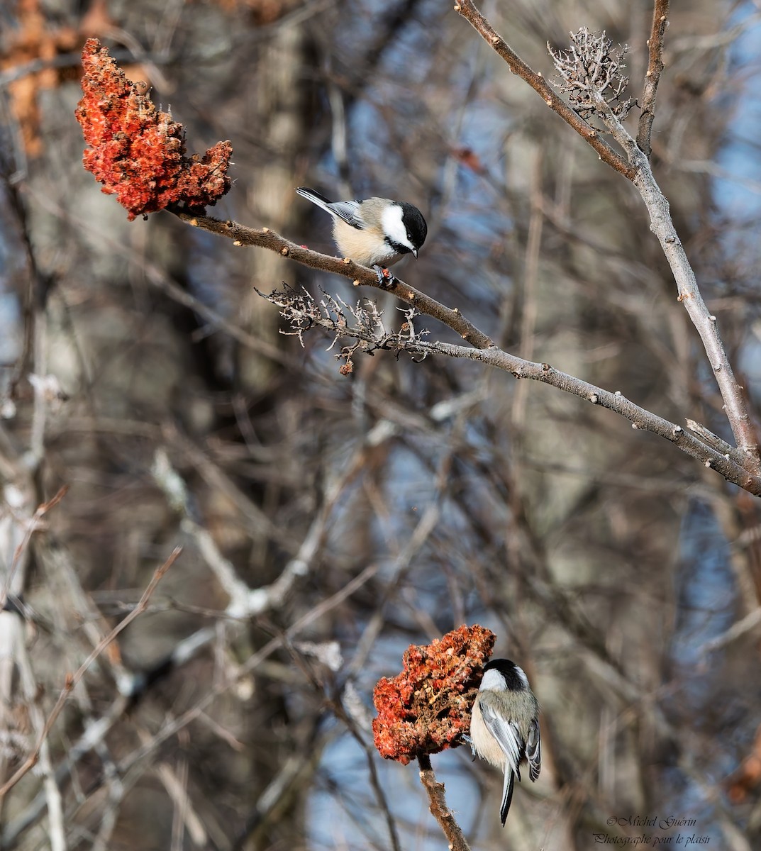 Черношапочная гаичка - ML647393554