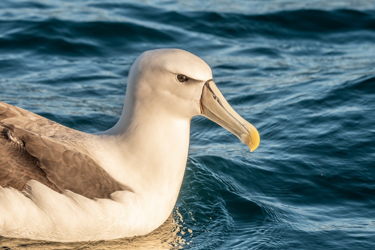 White-capped Albatross - ML647393558