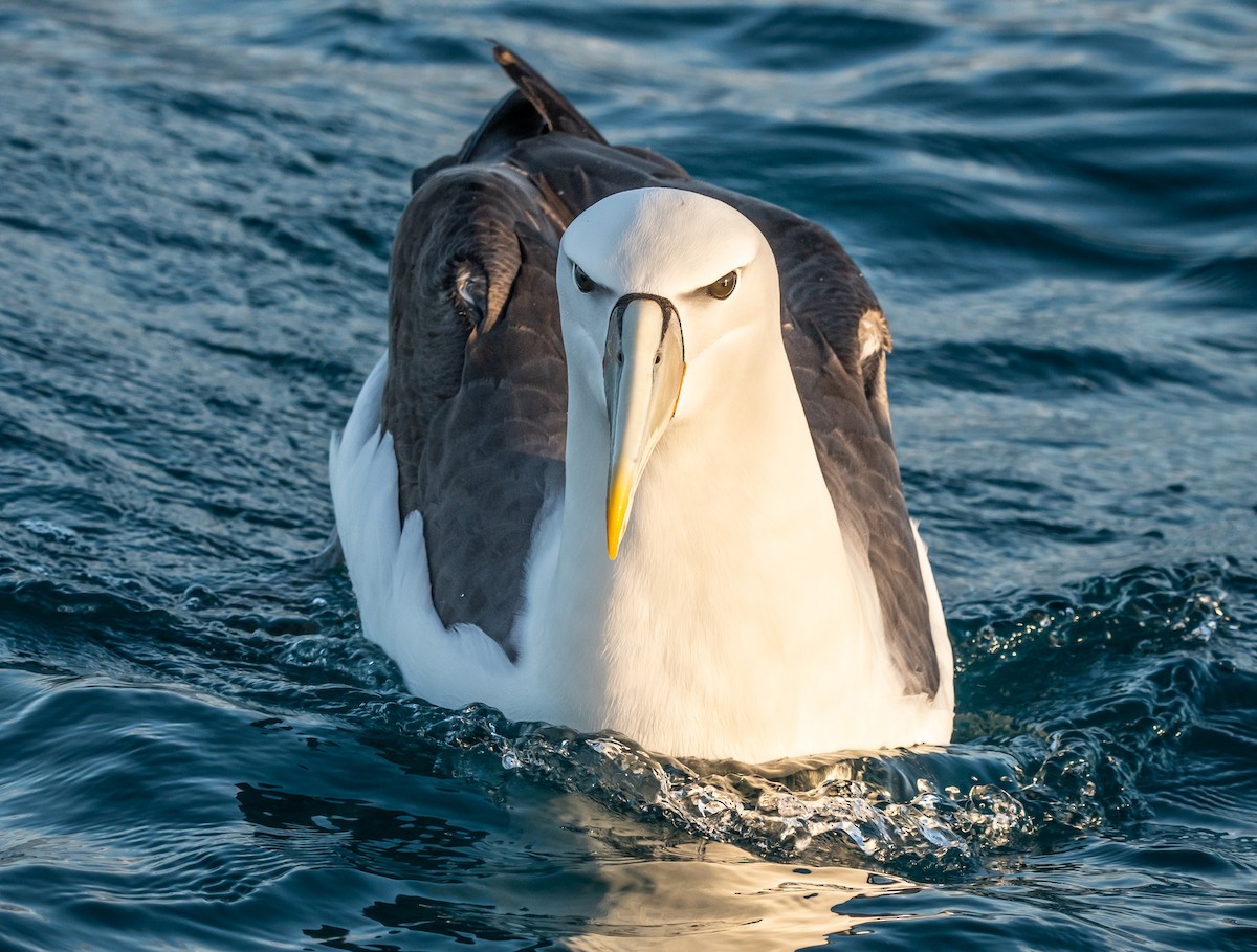 White-capped Albatross - ML647393559
