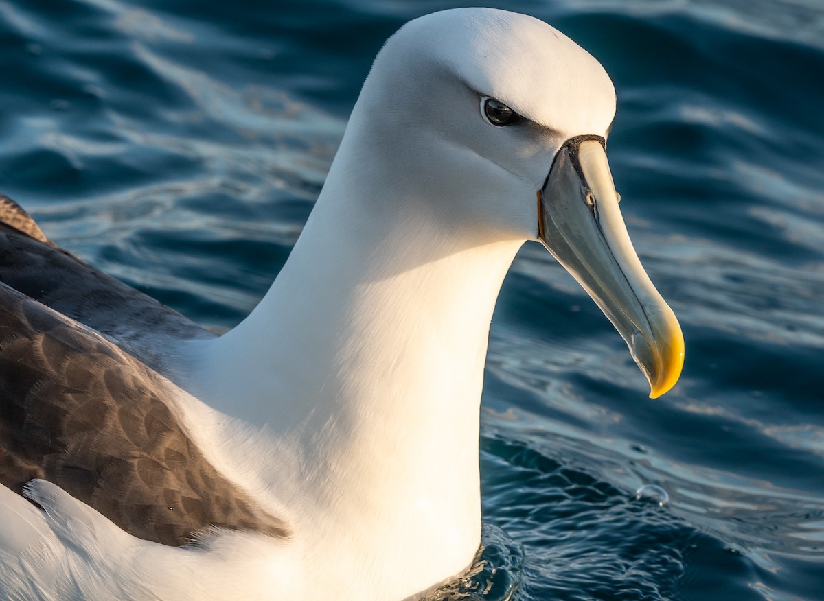 White-capped Albatross - ML647393560