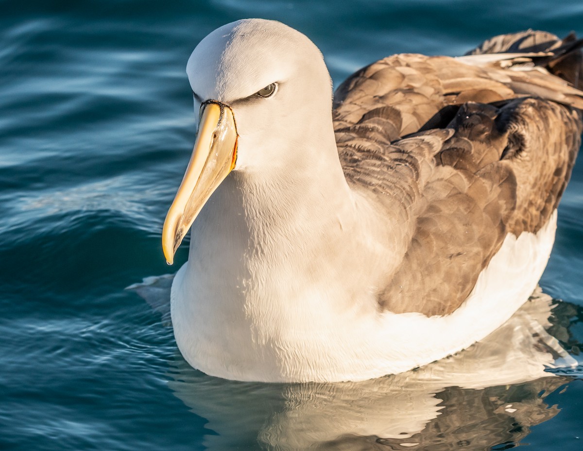 Salvin's Albatross - ML647393561