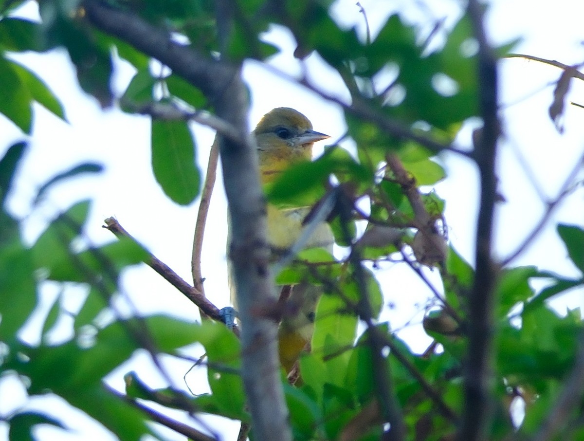 Балтиморский трупиал - ML647393571