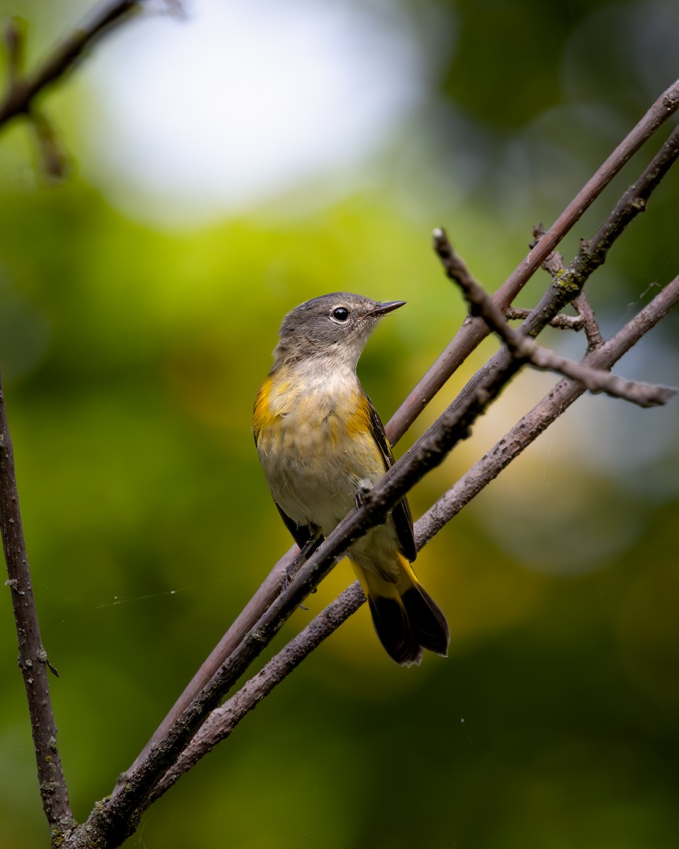 Горихвостковая древесница - ML647393579