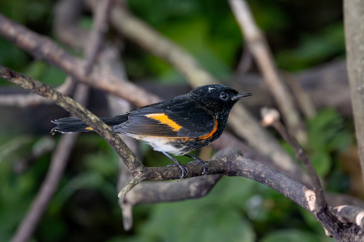 American Redstart - ML647393580