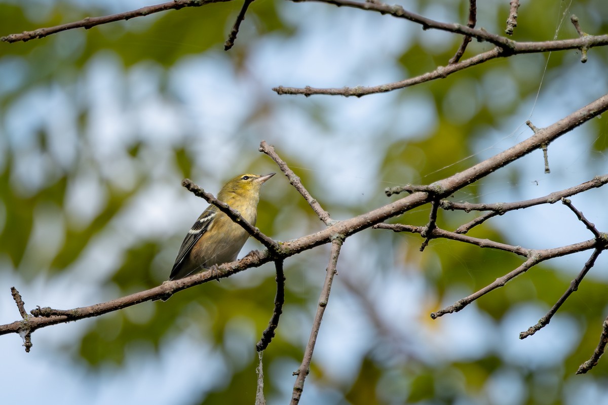 Reinita Castaña - ML647393590