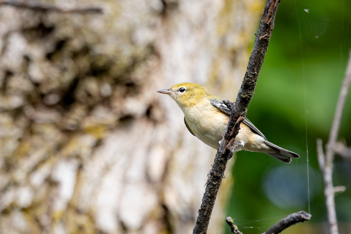 Reinita Castaña - ML647393591
