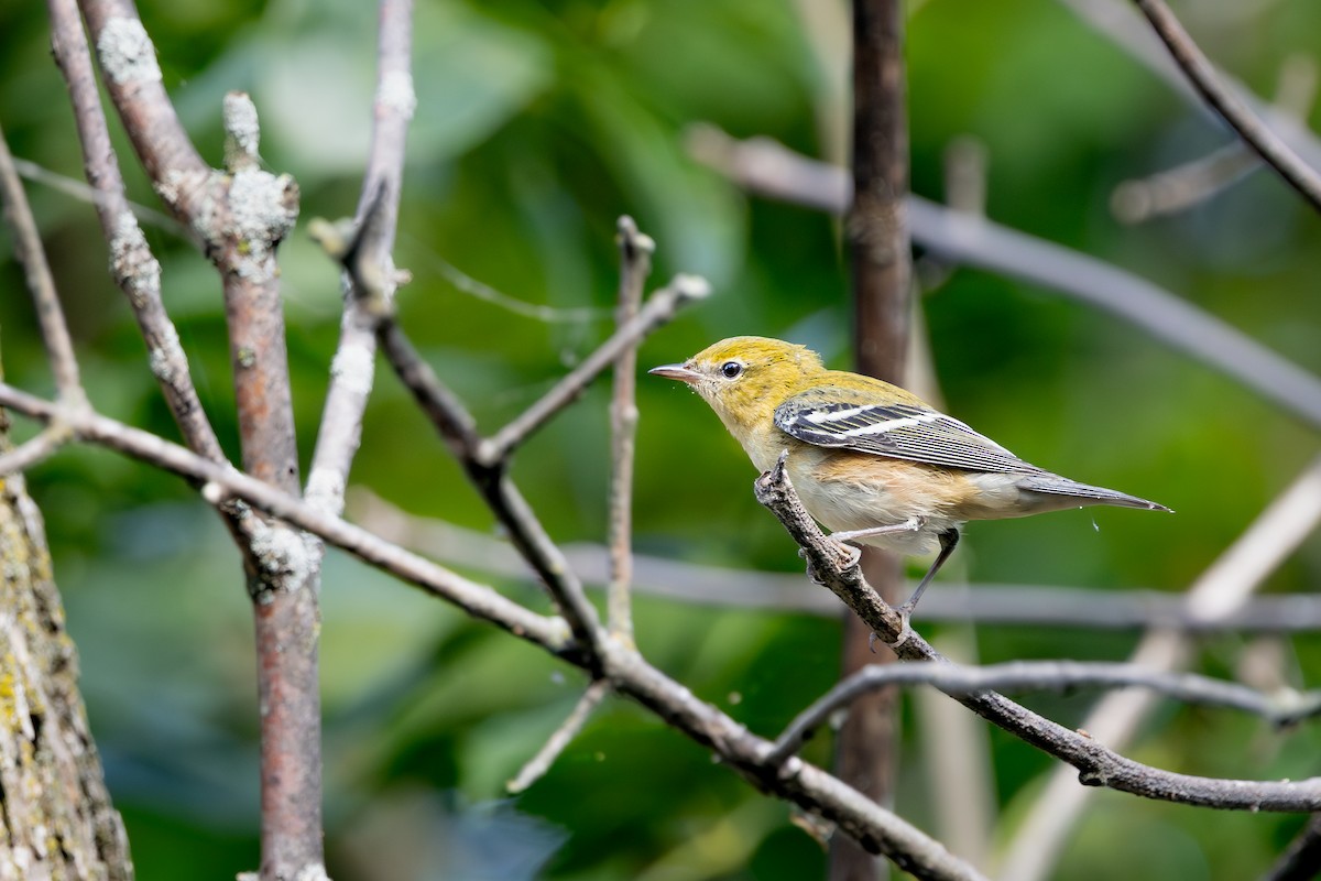 Reinita Castaña - ML647393592