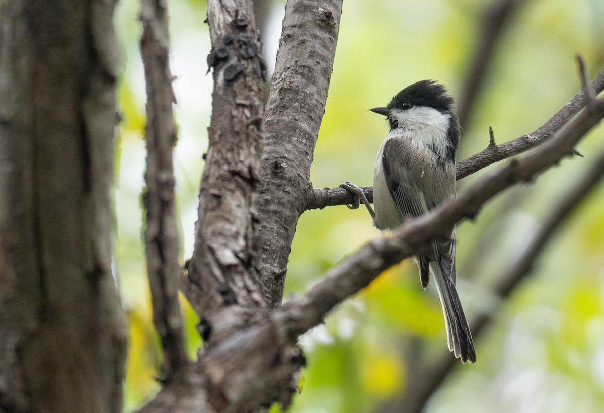 Mésange boréale - ML647393595