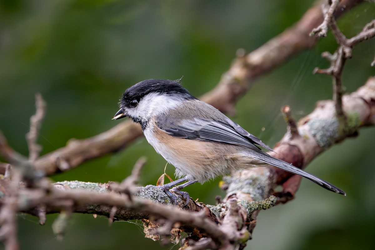 Black-capped Chickadee - ML647393603