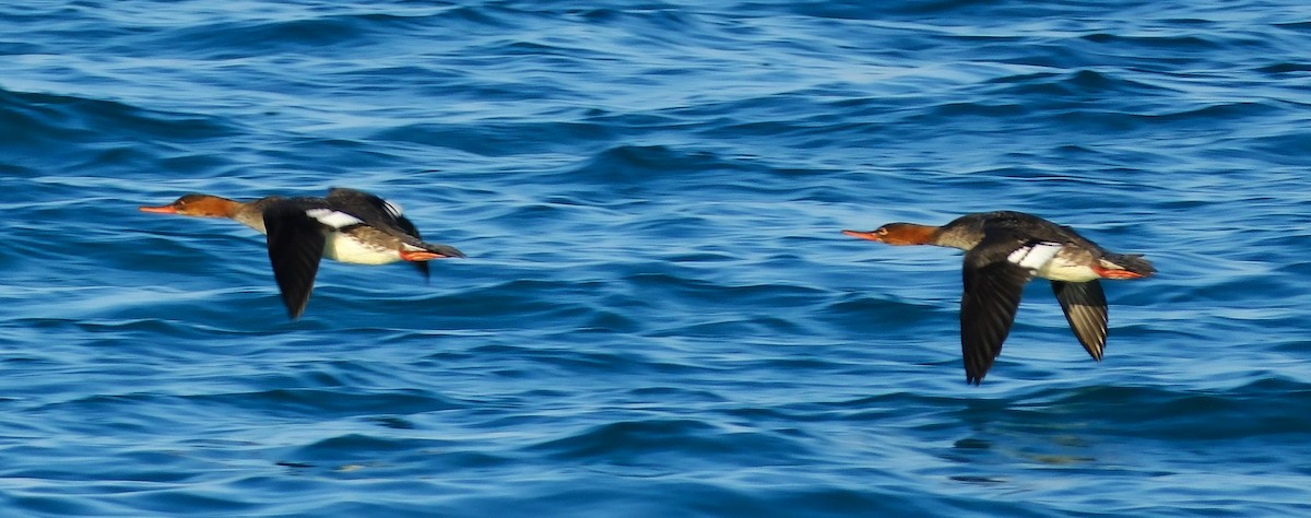 Serreta Mediana - ML647393609