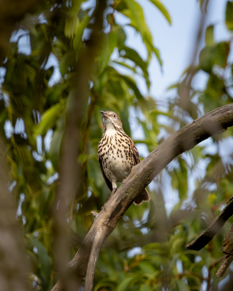 Brown Thrasher - ML647393610