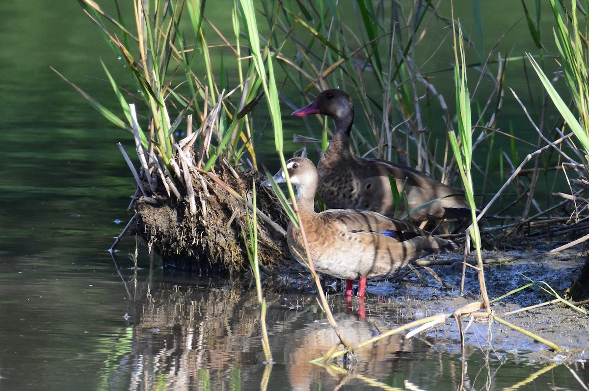 Brazilian Teal - ML647393611