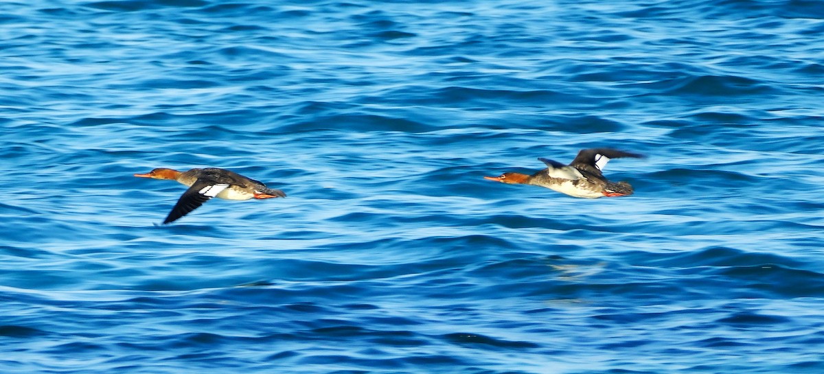 Serreta Mediana - ML647393613