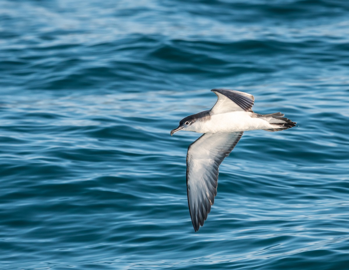 Buller's Shearwater - ML647393614