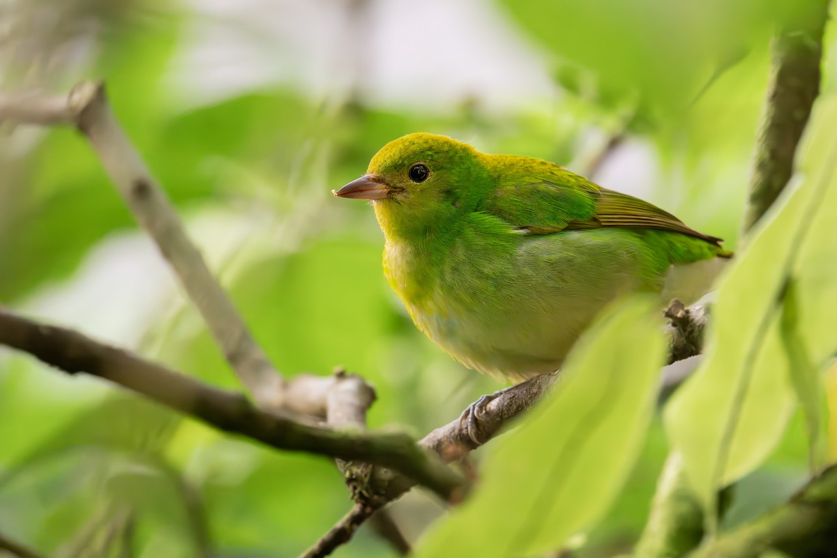 Rufous-winged Tanager - ML647393615