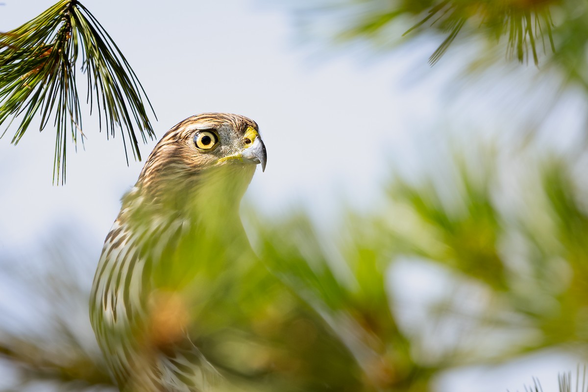 Cooper's Hawk - ML647393616