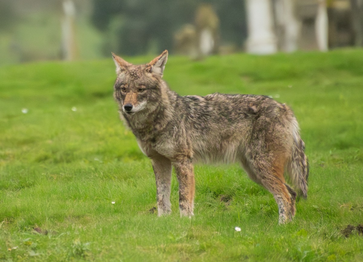 California Valley Coyote - ML647393622
