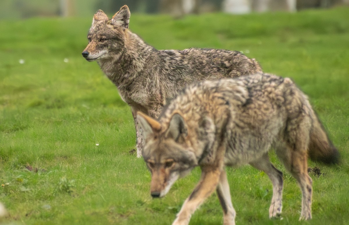 California Valley Coyote - ML647393623