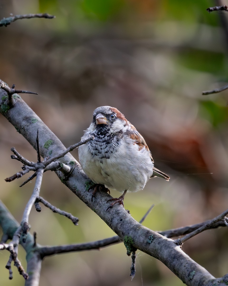 gråspurv - ML647393632