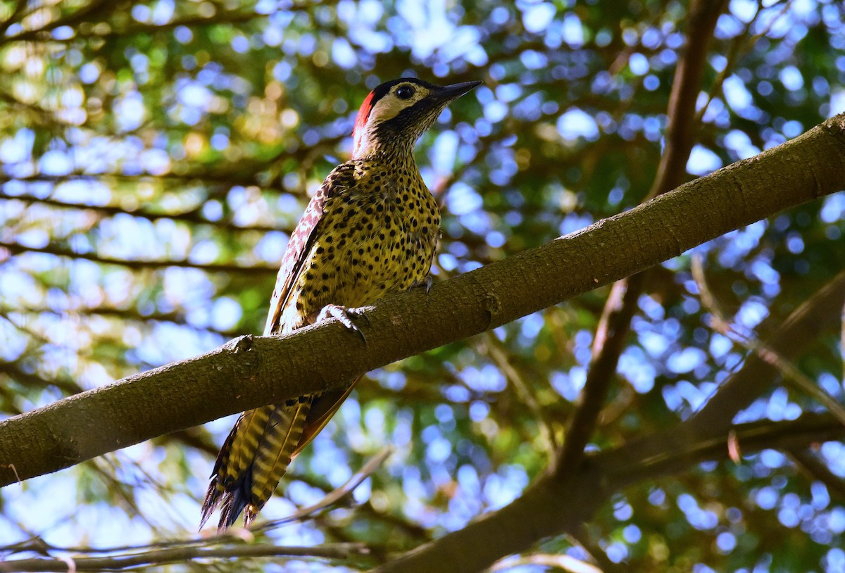 Carpintero Real - ML647393635