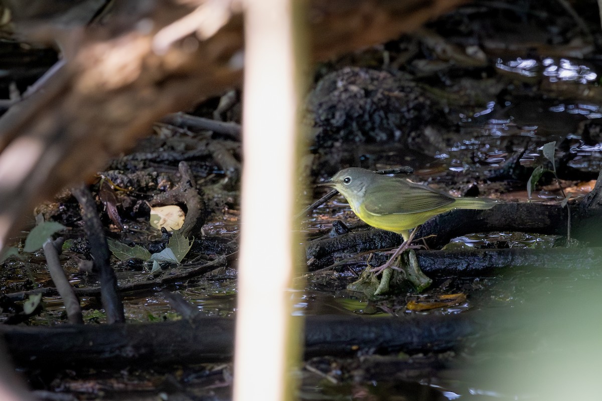 Mourning Warbler - ML647393636