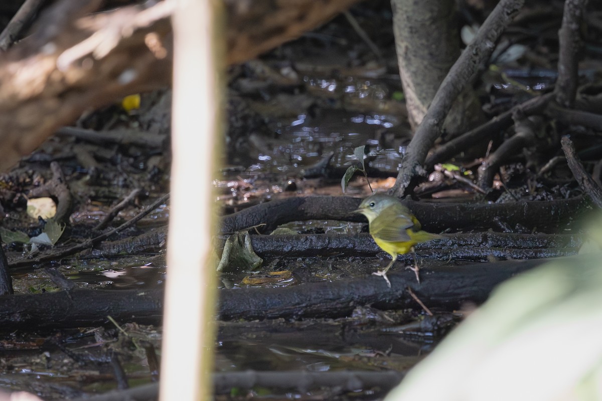 Mourning Warbler - ML647393637