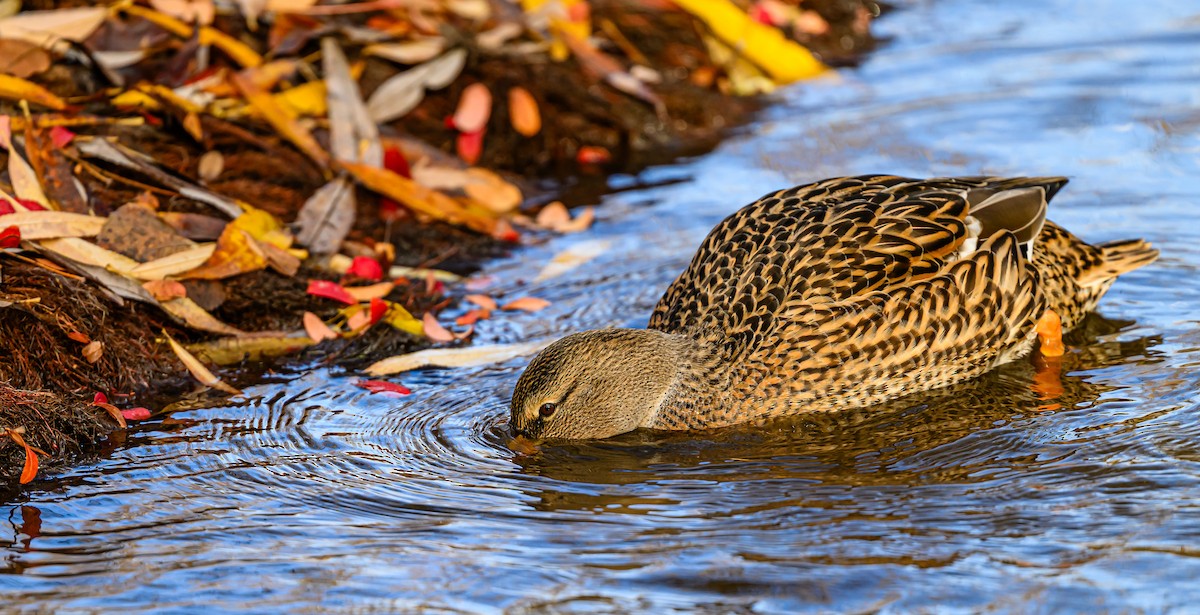 綠頭鴨 - ML647393641