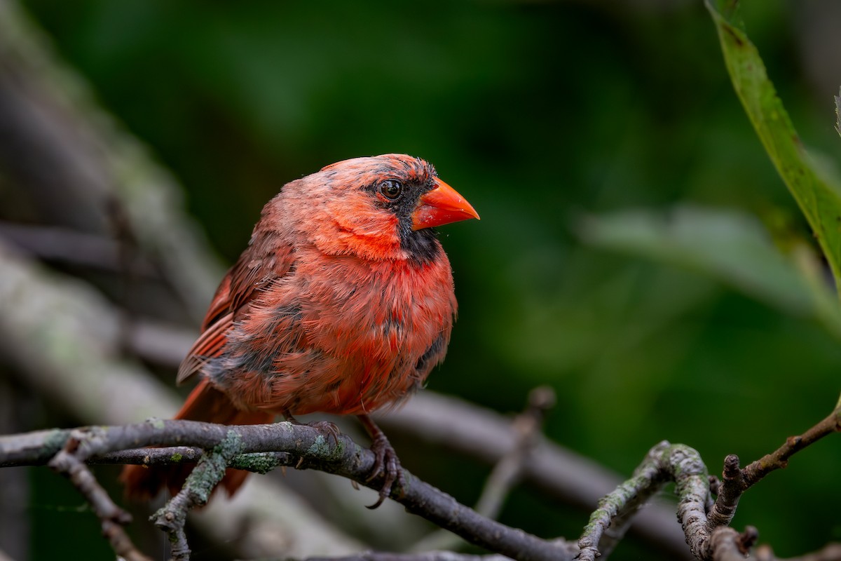 Northern Cardinal - ML647393642