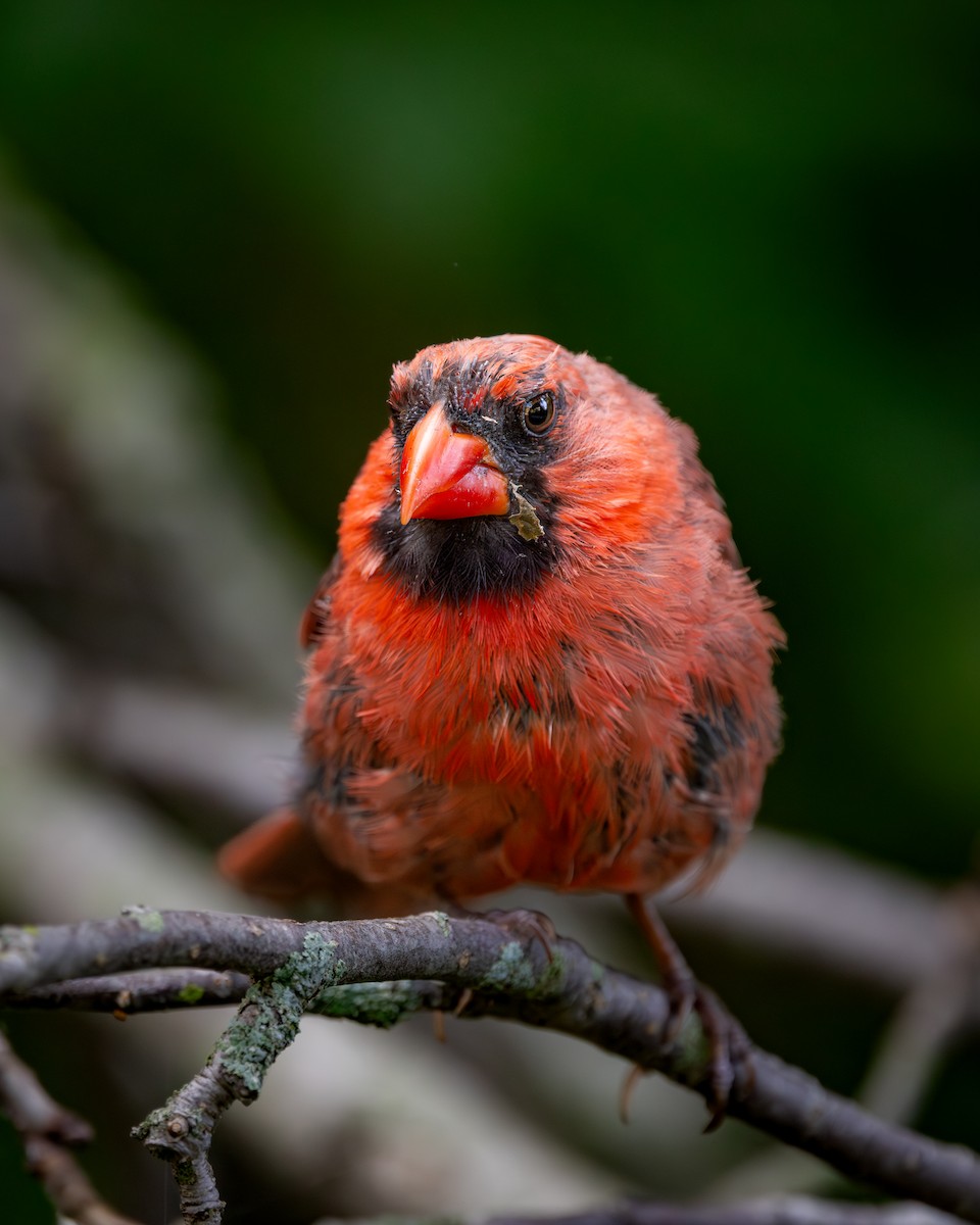 Northern Cardinal - ML647393643