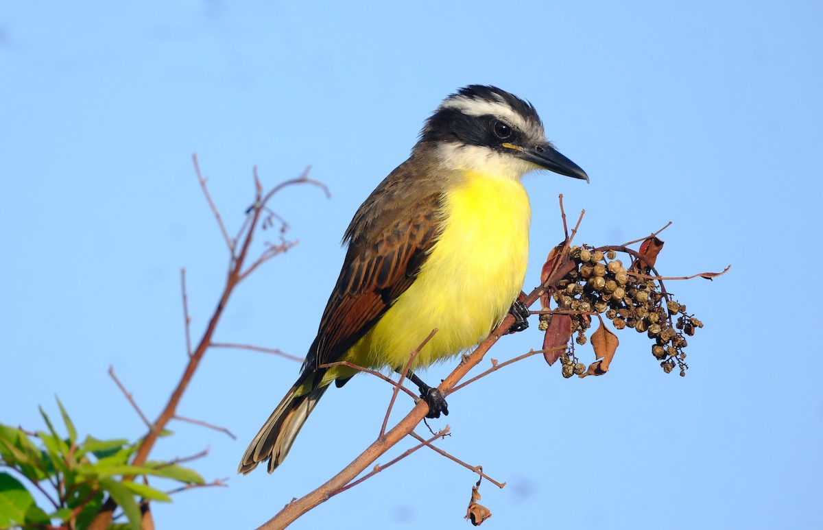Great Kiskadee - ML647393645
