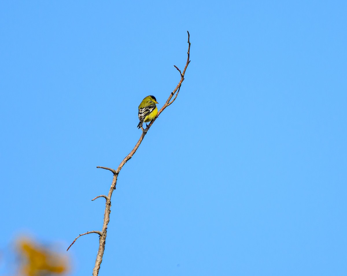 Lesser Goldfinch - ML647393647