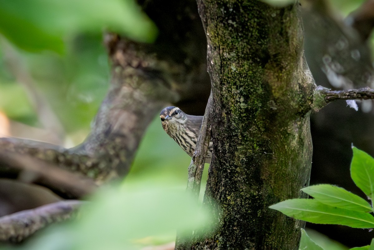 Northern Waterthrush - ML647393648