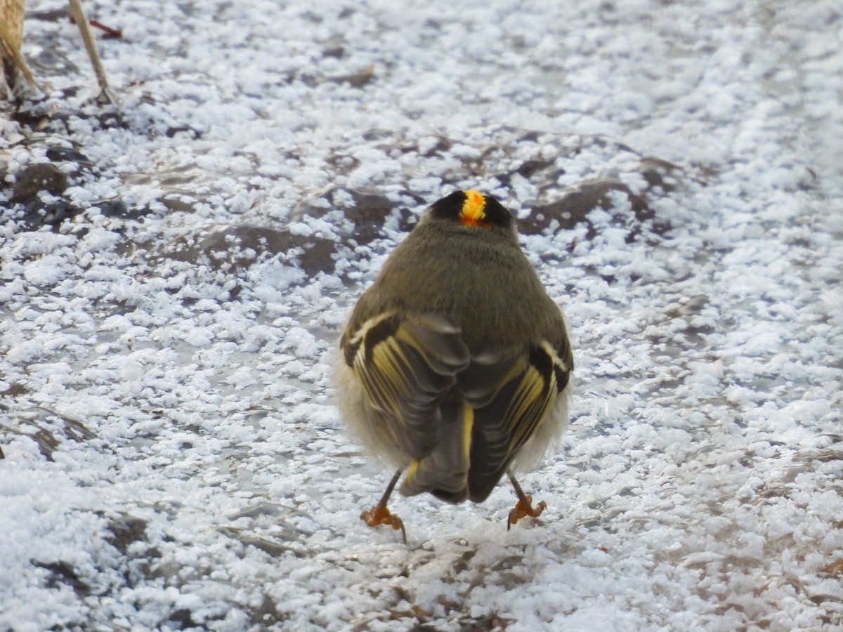 Golden-crowned Kinglet - ML647393650